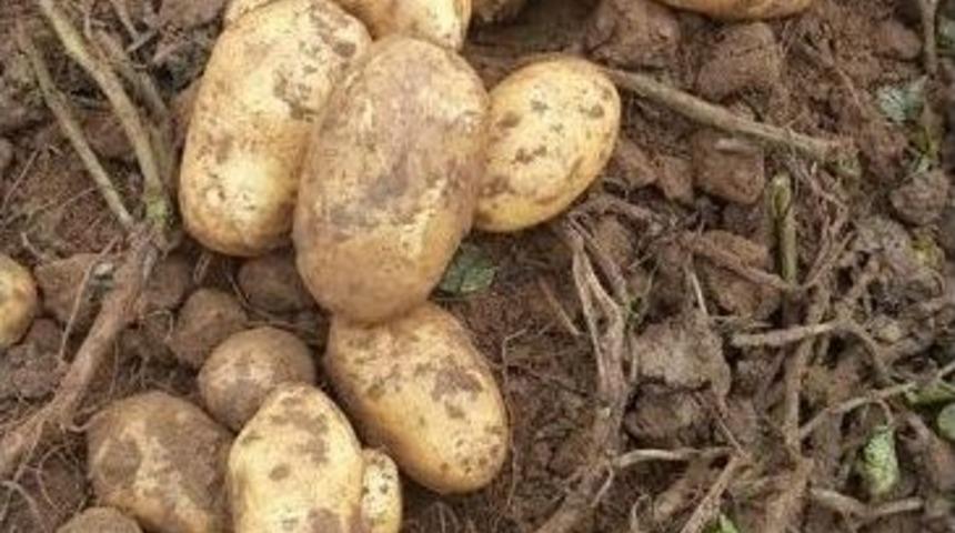 &Ouml;demiş&rsquo;te 2014&rsquo;&uuml;n İlk G&uuml;z Patatesi &Ccedil;ıktı