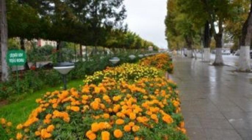 350 Bin &Ccedil;i&ccedil;ek Dikilecek