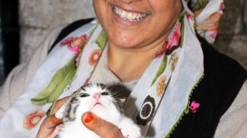 (&ouml;zel Haber) 41 Yaşında 41 Tane Kedisi Var