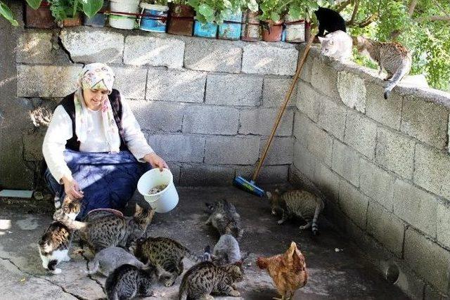 (özel Haber) 41 Yaşında 41 Tane Kedisi Var