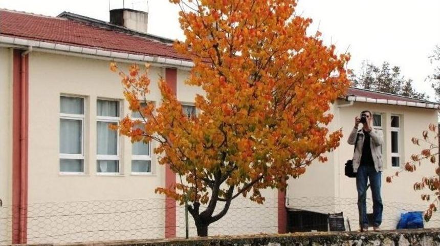 Ağa&ccedil; Yapraklarında Renk C&uuml;mb&uuml;ş&uuml;