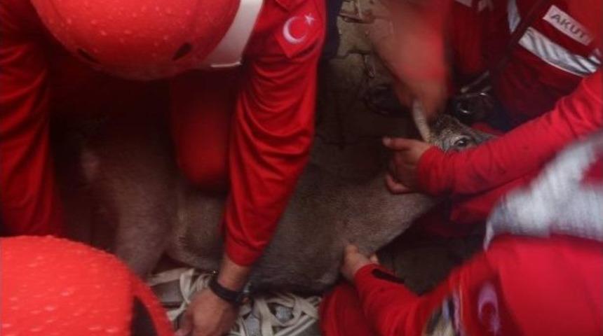G&ouml;lete D&uuml;şen Karacayı Akut Kurtardı