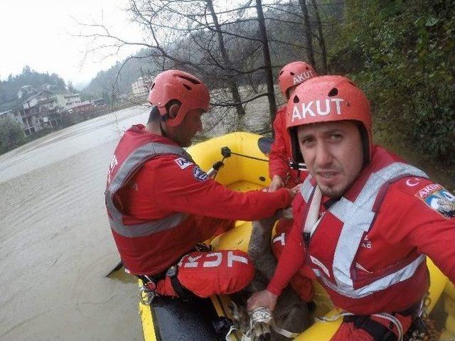 Gölete Düşen Karacayı Akut Kurtardı