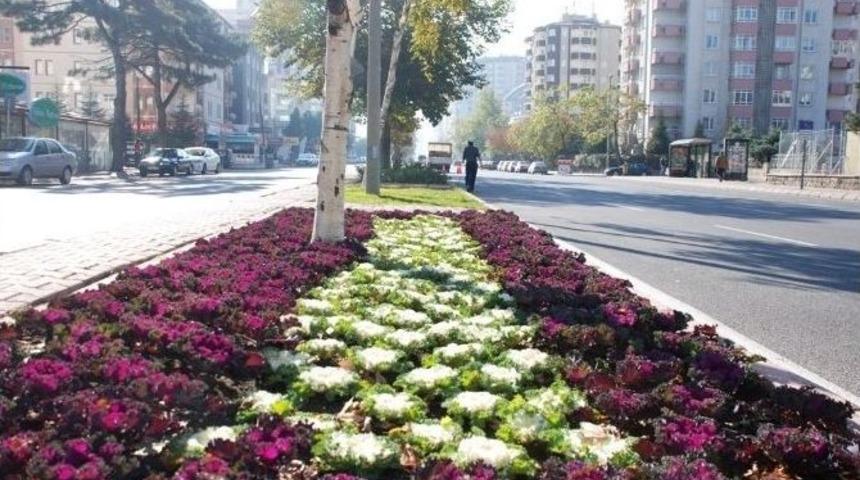 2015 Yılı İlkbaharı İ&ccedil;in 150 Bin Adet Lale Soğanı, 10 Bin Adet Menekşe