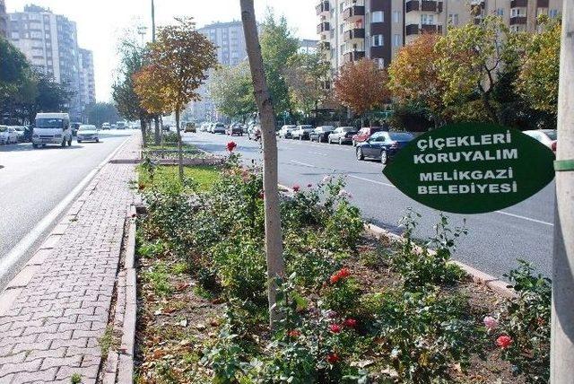 2015 Yılı İlkbaharı İ&ccedil;in 150 Bin Adet Lale Soğanı, 10 Bin Adet Menekşe 1