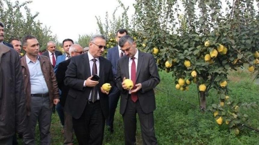 Manisa&rsquo;da Ayva Hasadı Başladı