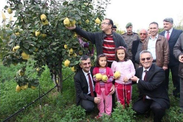 Manisa&rsquo;da Ayva Hasadı Başladı 1