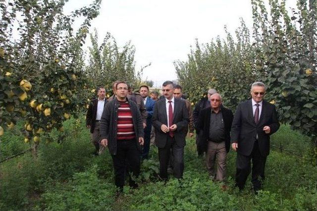 Manisa&rsquo;da Ayva Hasadı Başladı 2