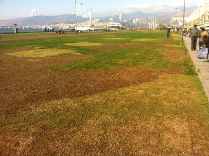 (özel Haber) Kordon’un Yeşil Örtüsü ’’yamalı Bohça’’ Gibi G5