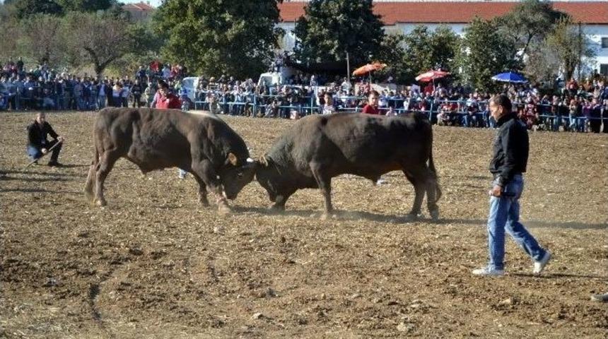 Dat&ccedil;a&rsquo;da Boğalar Polis İ&ccedil;in G&uuml;reşti