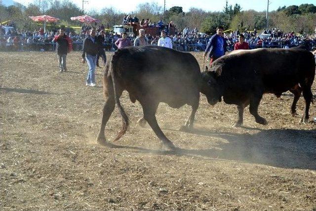 Datça’da Boğalar Polis İçin Güreşti