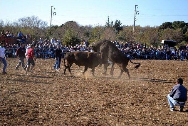 Datça’da Boğalar Polis İçin Güreşti