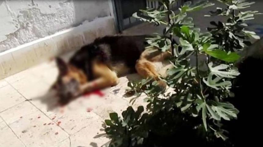 12 Yıllık K&ouml;peğini Tahra İle &Ouml;ld&uuml;rd&uuml;