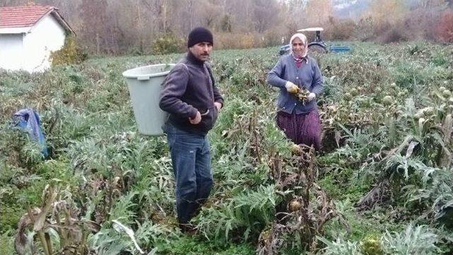 Enginarda Son Kesim Yapıldı