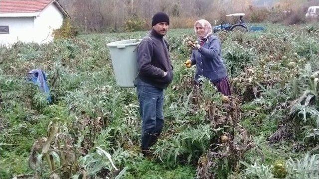 Enginarda Son Kesim Yapıldı