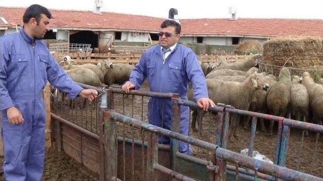 Damızlık Koç Ve Teke Desteğinden İlk Yararlanan İl Aksaray Oldu