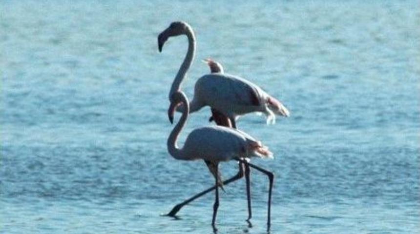 Flamingolar Bodrum&rsquo;a Akın Etti