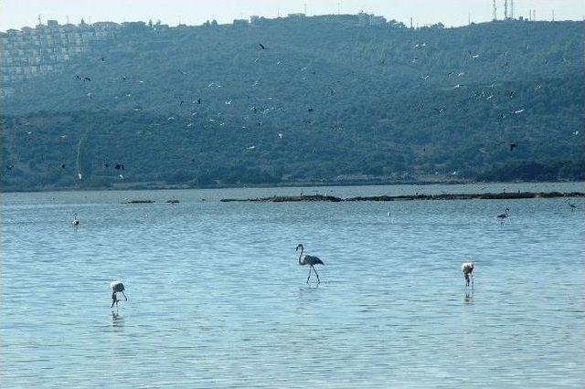 Flamingolar Bodrum’a Akın Etti