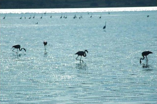 Flamingolar Bodrum’a Akın Etti