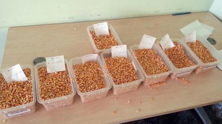 Şutb&rsquo;de Dane Mısır İhalesi