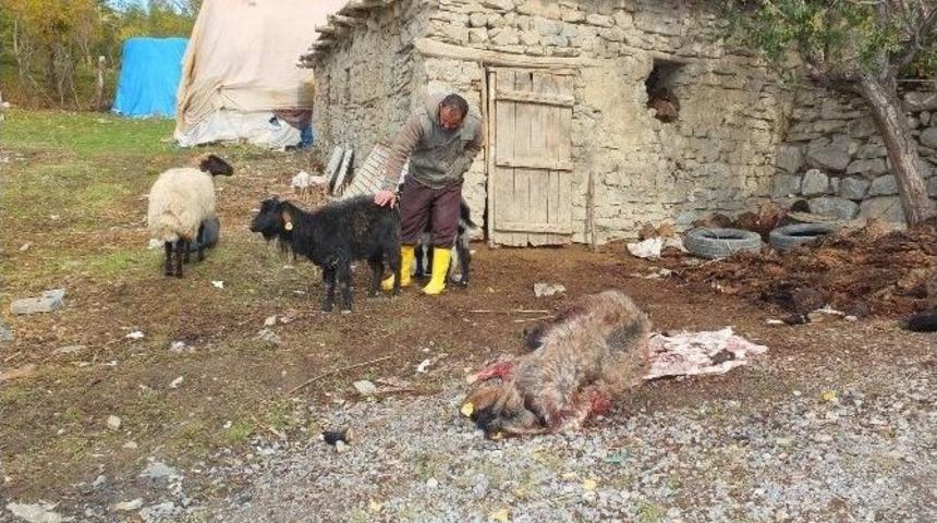 Başıboş K&ouml;pekler K&uuml;&ccedil;&uuml;kbaş Hayvanları Telef Etti