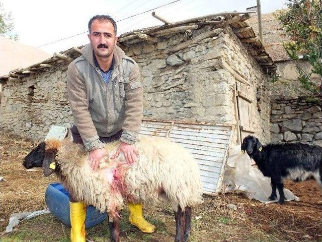 Başıboş K&ouml;pekler K&uuml;&ccedil;&uuml;kbaş Hayvanları Telef Etti 1