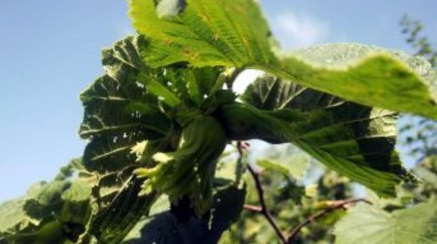 T&uuml;rkiye, Fındıktan 401 Milyon Dolar Kazandı