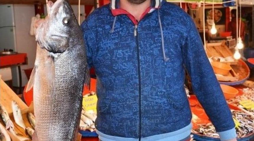 Balık&ccedil;ıların Ağlarına Minekop Takıldı