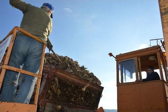 Kırka’da Şeker Pancarı Alımları Başladı