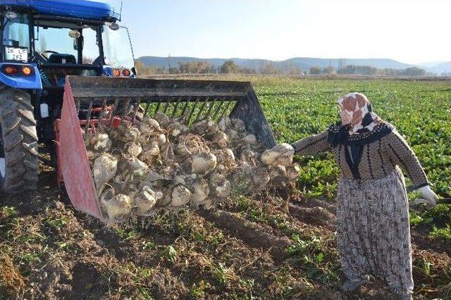 Kırka’da Şeker Pancarı Alımları Başladı