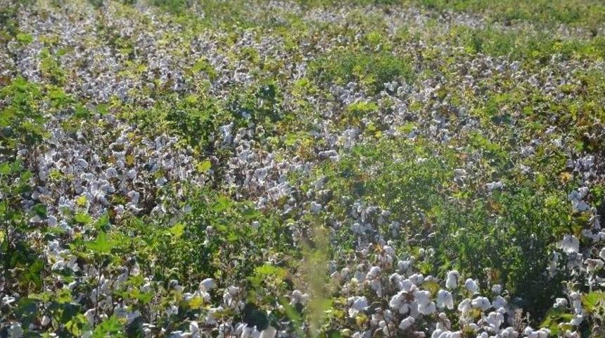 Kahramanmaraş&rsquo;ta Pamuk Tarlada Kaldı