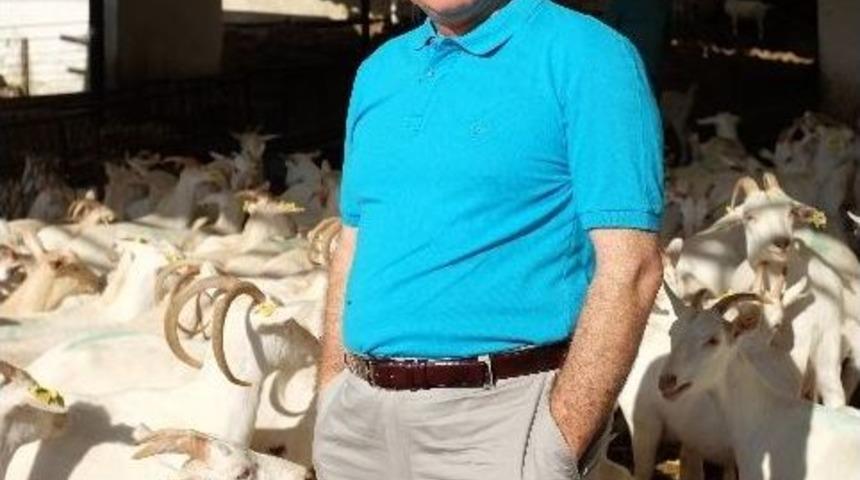 T&uuml;rkiye&rsquo;de Ke&ccedil;i S&uuml;t&uuml;ne İlgi Giderek Artıyor