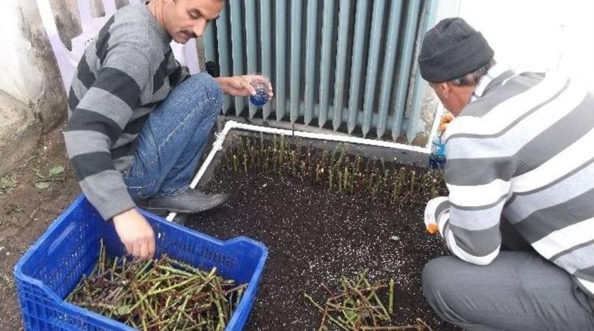 50 Bin Adet G&uuml;l Fidesi Yetiştiriliyor