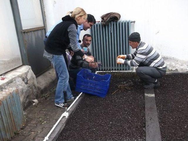50 Bin Adet G&uuml;l Fidesi Yetiştiriliyor 1