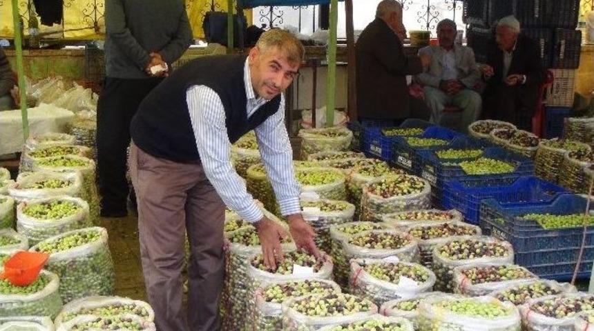 Kızıltepe&rsquo;de Yeşil Zeytin Sezonu Başladı