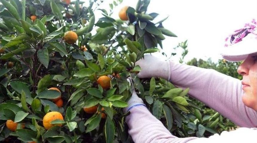 Seferihisar, 15. Mandalina Şenliğine Hazır