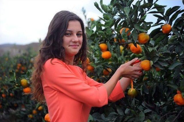 Seferihisar, 15. Mandalina Şenliğine Hazır 1