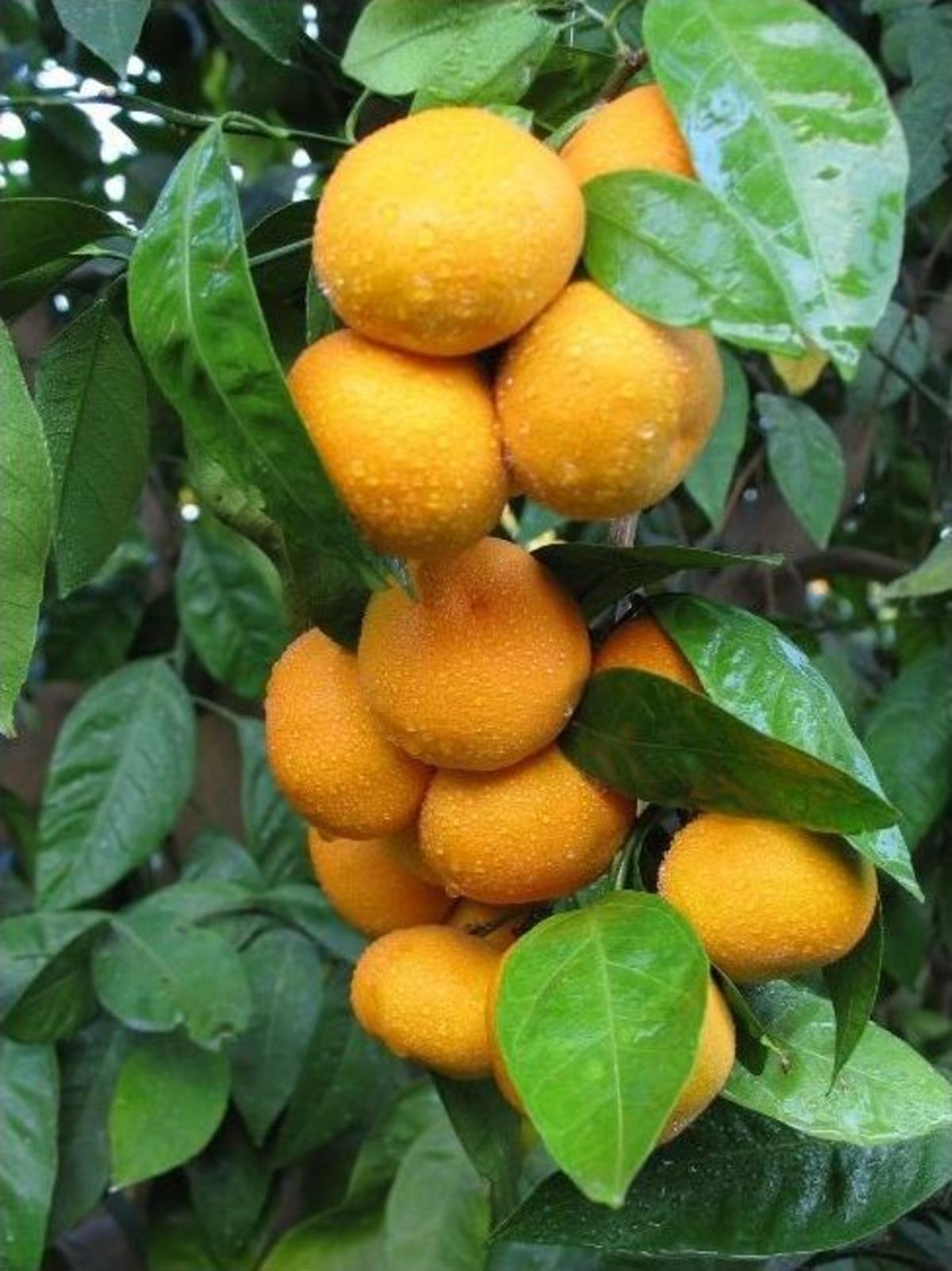 Seferihisar Mandalinası Avrupa Birliği&rsquo;ne Girdi