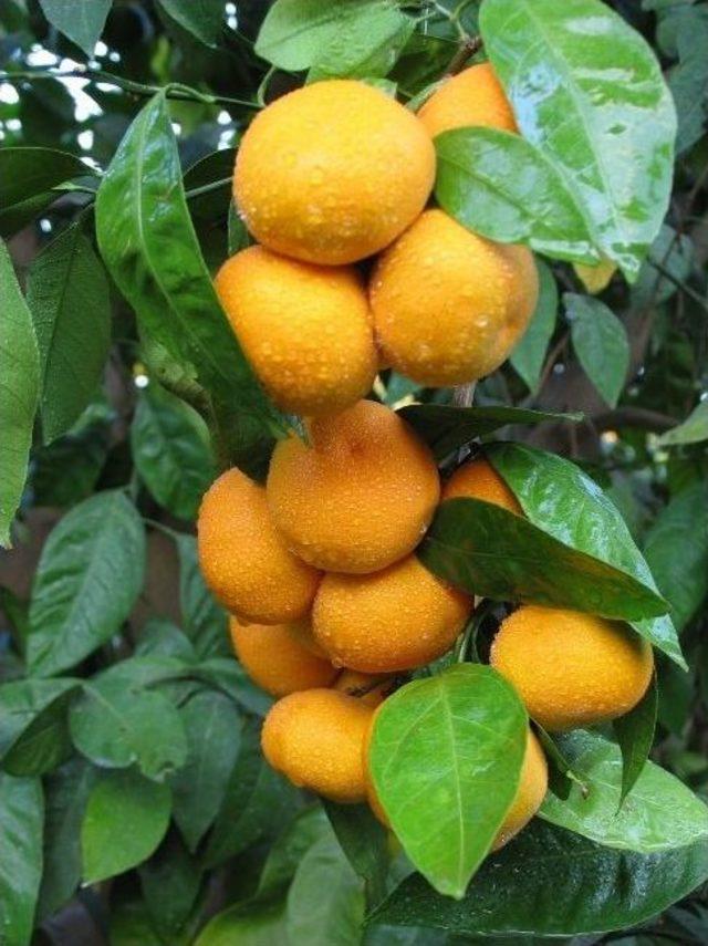 Seferihisar, 15. Mandalina Şenliğine Hazır 3