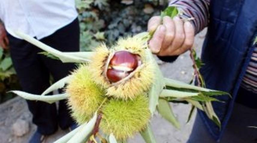 Kestane Yetiştiriciliğinin Geleceği Parlak