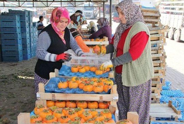 Cennet Elması Üreticinin Yüzünü Güldürüyor