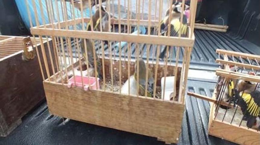 Saka Kuşu Avcısına Rekor Ceza