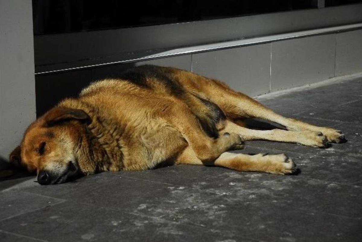 Eskişehir&rsquo;de Yazdan Kalma G&uuml;nler