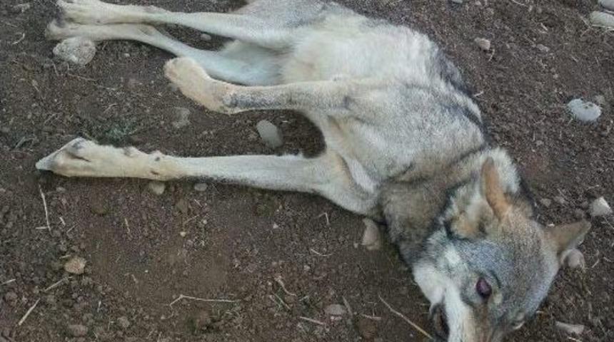 Tedavi Altına Alınan Kurt &Ouml;ld&uuml;