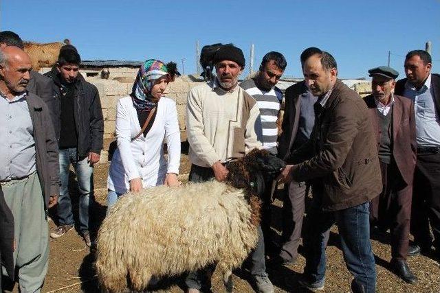 Eğitimli &Ccedil;obanlar 1