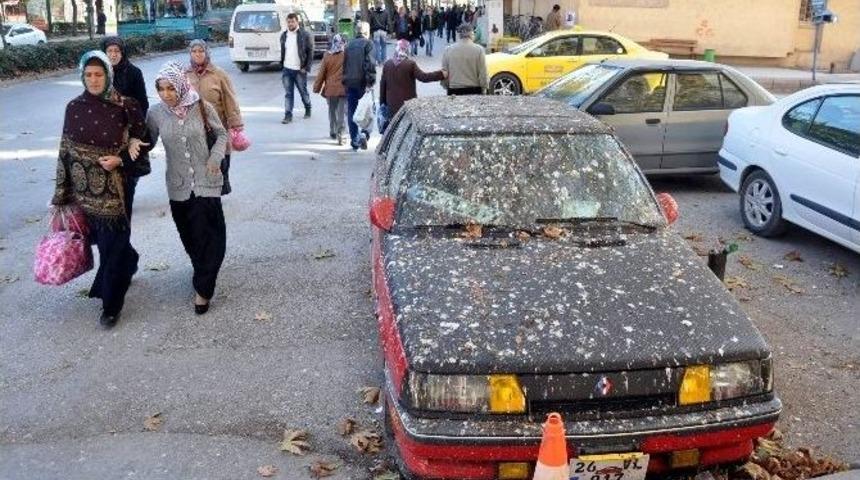 Otomobil Kuş Pisliğine B&uuml;r&uuml;nd&uuml;