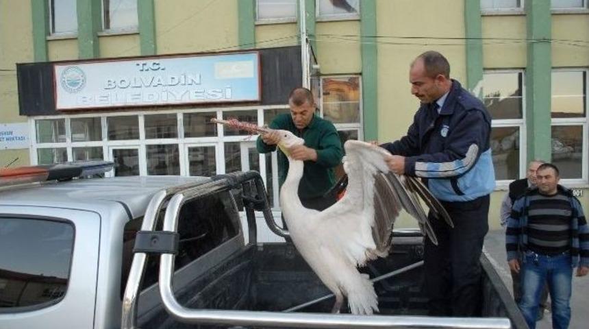 Yaralı Pelikana Zabıta Sahip &Ccedil;ıktı