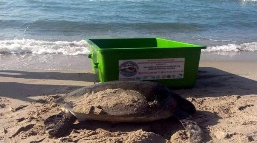 &lsquo;dilek&rsquo; Emin Ellerde