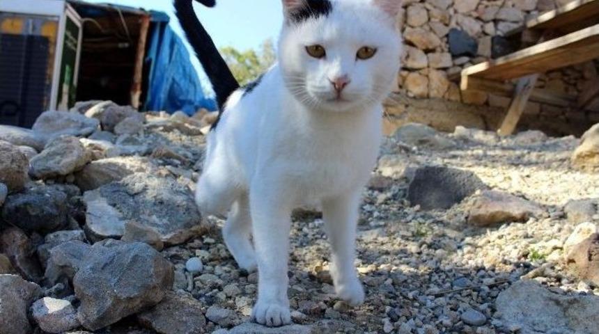 &Uuml;&ccedil; Ayaklı Kedi İlgi Odağı Oldu