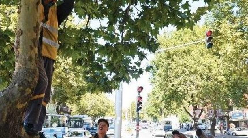Ankara B&uuml;y&uuml;kşehir&rsquo;den Ağa&ccedil;lara Bakım Ve Budama